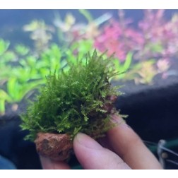 三角莫絲 莫斯 默思 (網片) 莫絲片【莫絲石】三角莫絲 莫斯 默斯 默絲 moss 怪蕨 怪厥 鳳尾苔 莫絲 莫斯