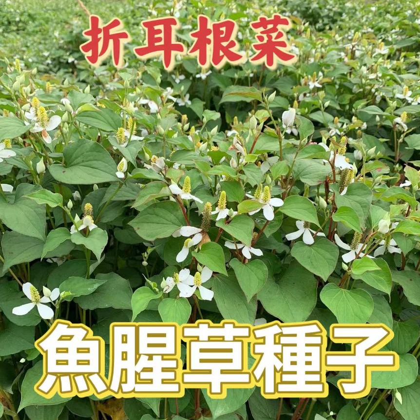 🌻向友農種業🌻【魚腥草種子】涼拌折耳根菜 紅莖業魚腥草種子折耳根種子隨便都能發芽 盆栽清熱解毒提高免疫力