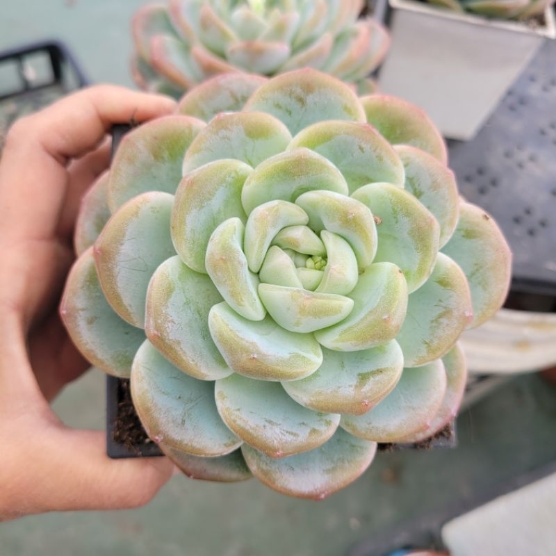 冰玉 綠冰 多肉植物莓皮兒