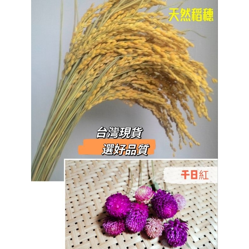 乾燥稻穗 現貨乾燥花材手作材料 過年花圈花環裝飾DI丫注連繩  日式御守花插祝賀卡