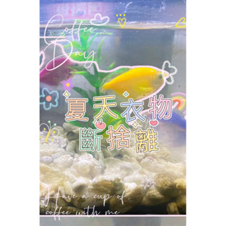 二手夏季上衣罩衫 雪紡 背心 多件優惠