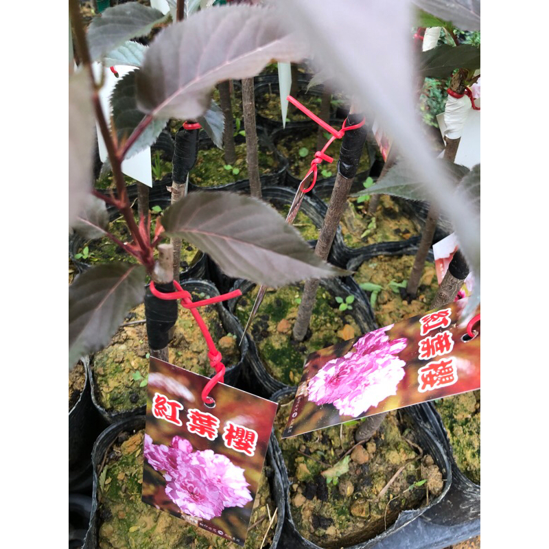 紅葉櫻  日本櫻花｜4吋嫁接苗木⋯