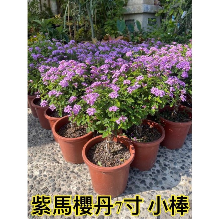 ^花草巷弄^ 7吋盆 / 馬櫻丹/ 棒棒糖紫花馬櫻丹 / 觀花植物