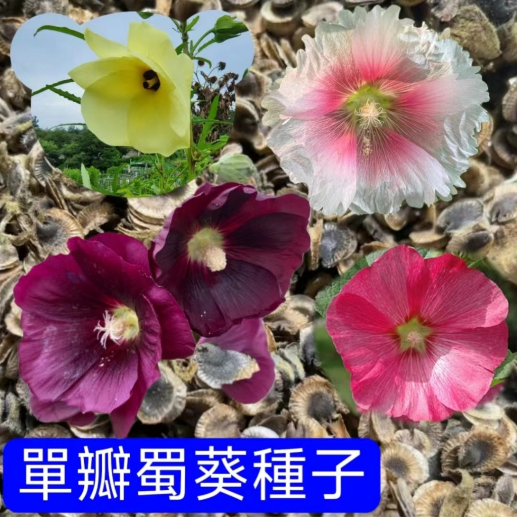 💥💥【蜀葵種子】大花蜀葵四季開花花卉種子 單辦重辦蜀葵花種子 蜀葵花種子 易活 多年生丈紅種子 室內外觀賞花卉 鮮花種植