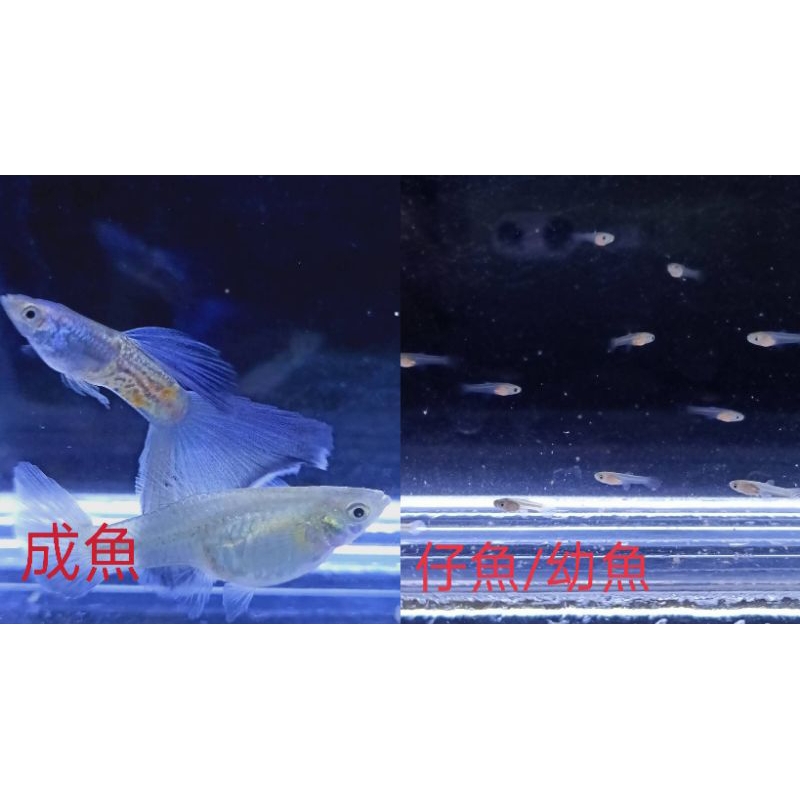 魚~~半金屬蛇紋藍尾孔雀魚-仔魚/幼魚