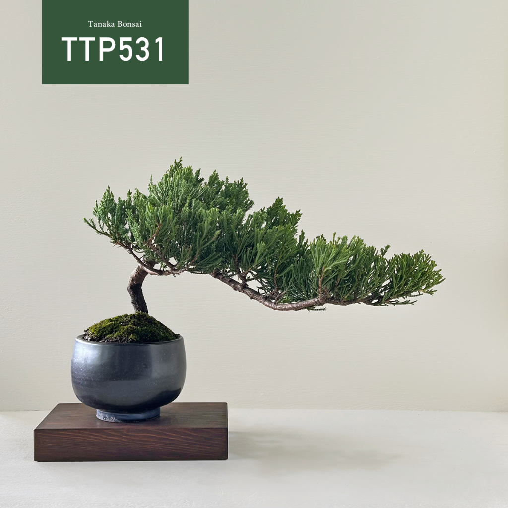 【Tanaka Bonsai】TTP531 台灣真柏盆景(不含木墊片）｜松柏盆栽