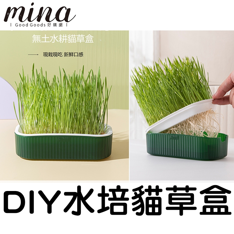 【台灣出貨】水培貓草盒+種子 DIY只要澆水免培養土 貓草盆栽 貓草盆 貓草 小麥草 貓咪用品 寵物用品