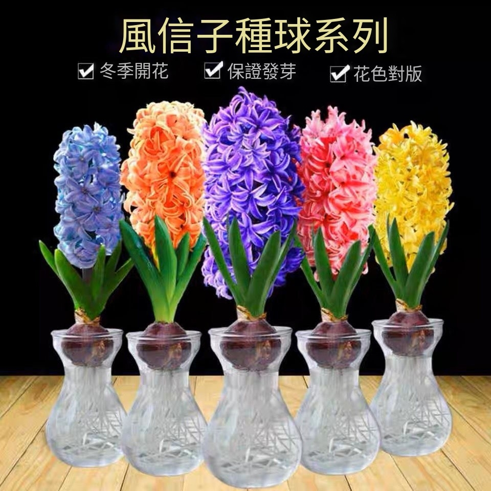 🌸【買三贈一】7款重瓣風信子種球（進口大球根）大花七色水培土培盆栽觀賞花卉辦公室四季耐寒開花