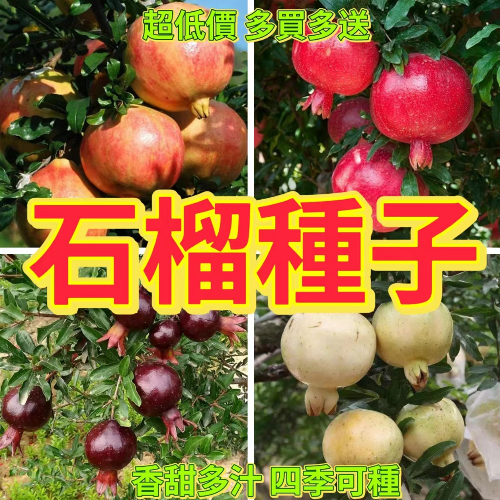 🔥石榴種子🍓石榴種子 盆景水晶石榴 四季播種植 陽台庭院種植 水果種子 石榴種子盆栽樹木