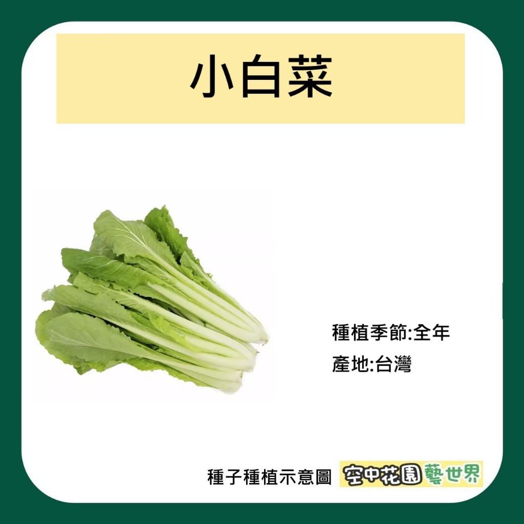 【台灣出貨 電子發票】小白菜 種子 12g(約4800顆) 土白菜 全年種植 菜籽 空中花園藝世界