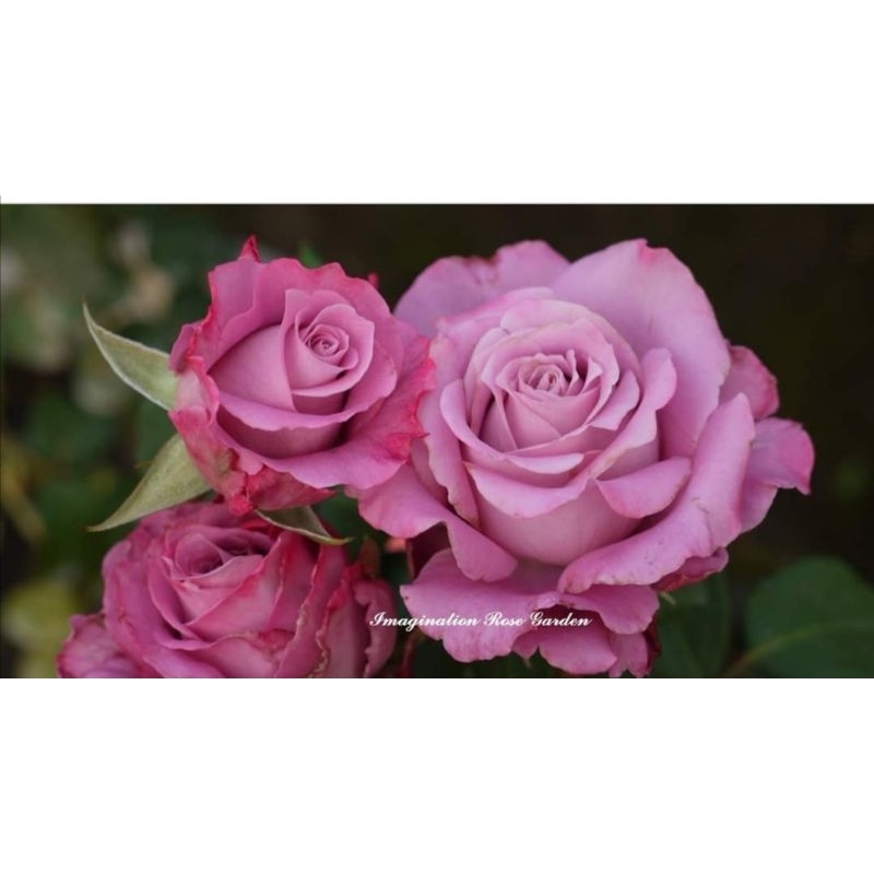 4吋盆紫羅蘭（紫色系切花）玫瑰花苗花型飽滿
