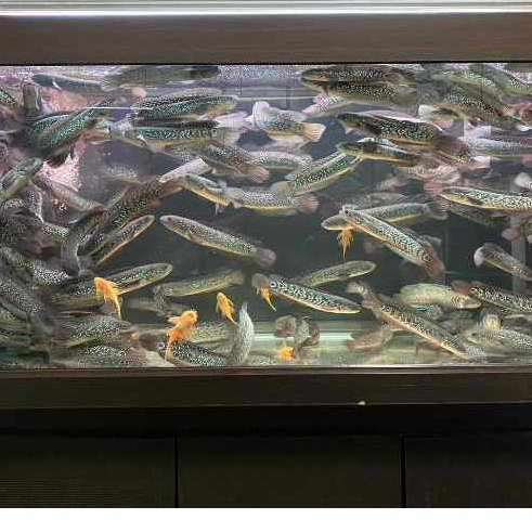 珍珠赤雷龍 高級飼料魚 品質保證