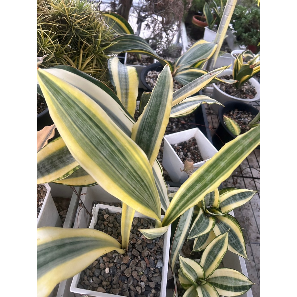 【堆堆樂雜貨店】╭☆Guineensis  var覆輪 虎尾蘭 療癒舒壓 盆栽 擺飾裝飾 園藝多肉植物++裸根寄送