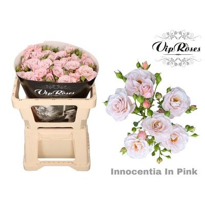  粉色纯真 Innocentia in Pink 荷蘭VIP 6吋盆 自根 玫瑰苗