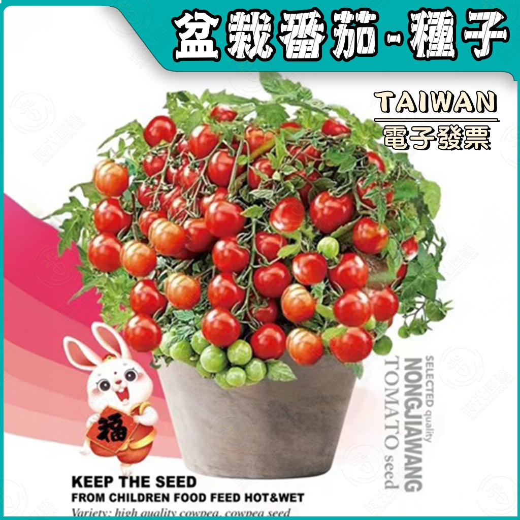 盆栽番茄種子🔥約100粒🔥矮生番茄 番茄種子 盆栽番茄 水果種子 蔬菜種子 蔬果種子