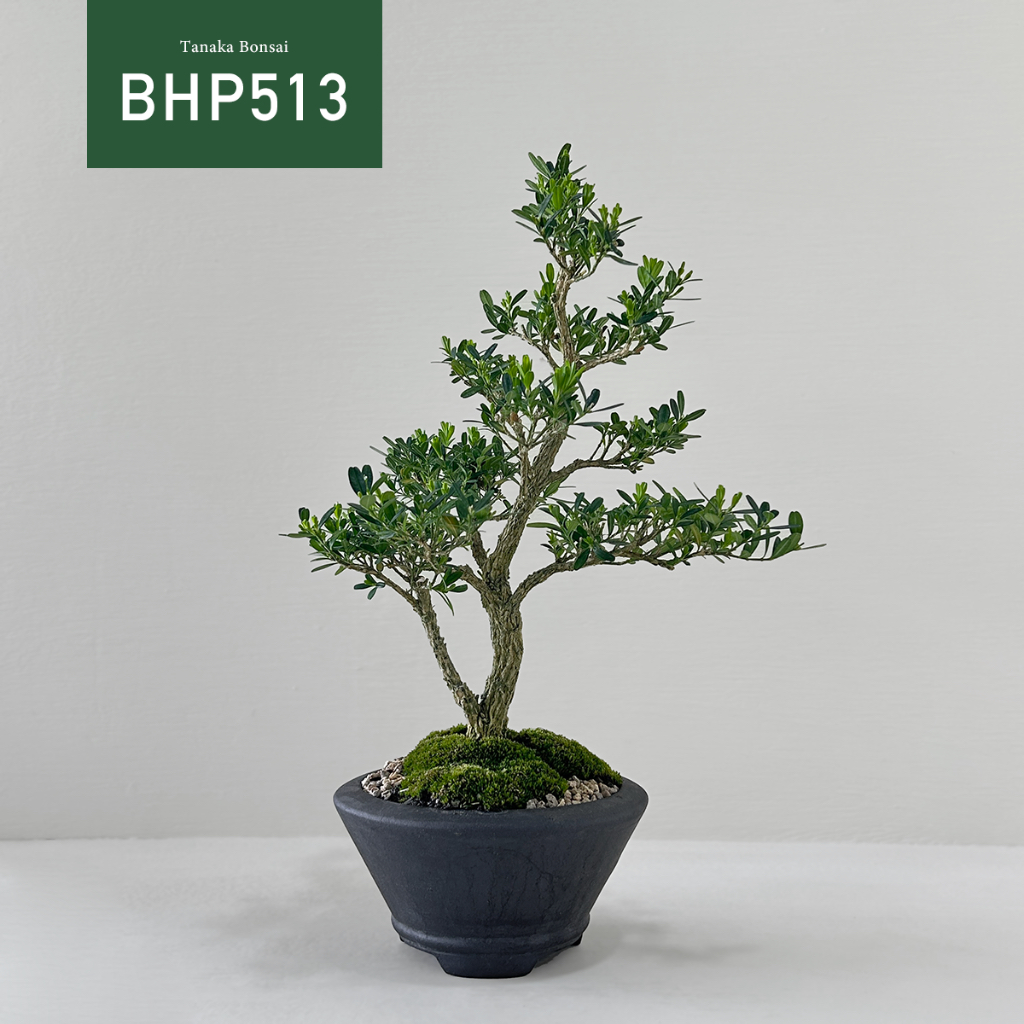 【Tanaka Bonsai】BHP513 雀舌黃楊盆景｜雜木盆栽
