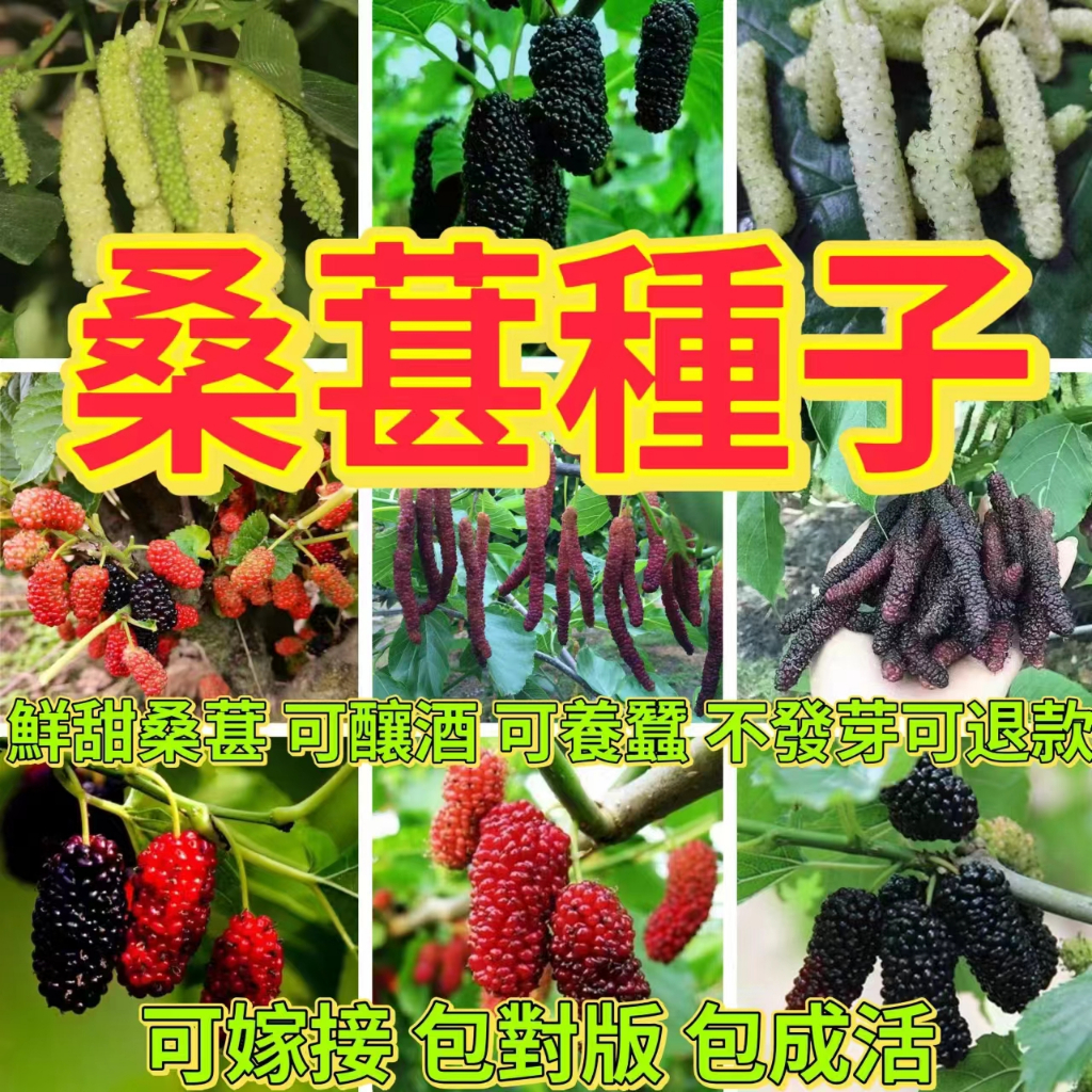 🔥桑葚種子🍓桑葚種子大全 白玉桑葚 黑珍珠桑葚 水果種子 盆栽陽臺庭院花園種植 四季播種 種不活可退款