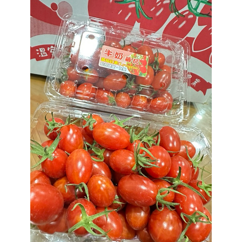 溫室栽培 玉女小番茄🍅