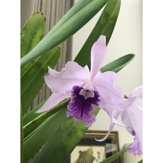 蘭花Laelia lobata var. coerulea