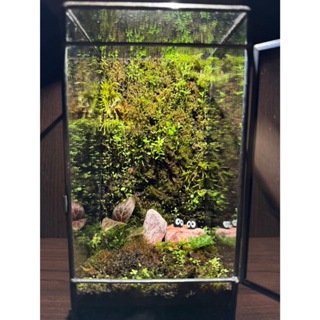 幾何造型生態瓶（生態缸） 微景觀 雨林缸 苔蘚