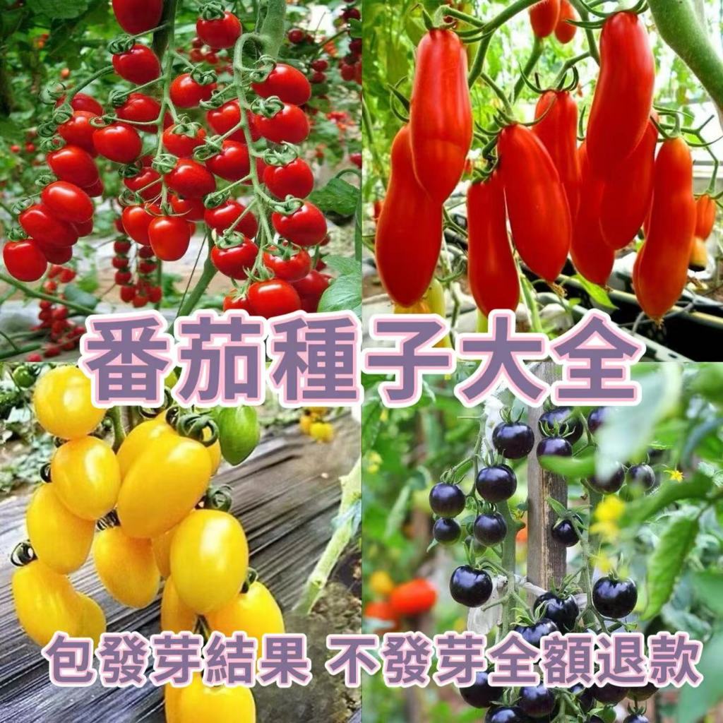 1元5粒【四季小番茄種子】櫻桃番茄聖女果西紅柿種籽苗陽台盆栽蔬菜水果種子