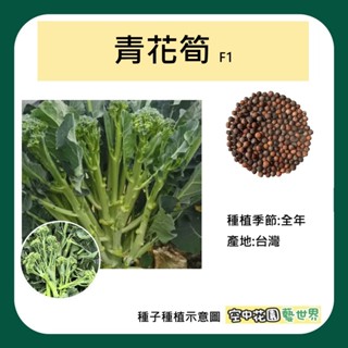 【台灣出貨 電子發票】青花筍 種子 20粒 F1 菜籽 全年栽種 青花菜 芥藍菜 空中花園藝世界