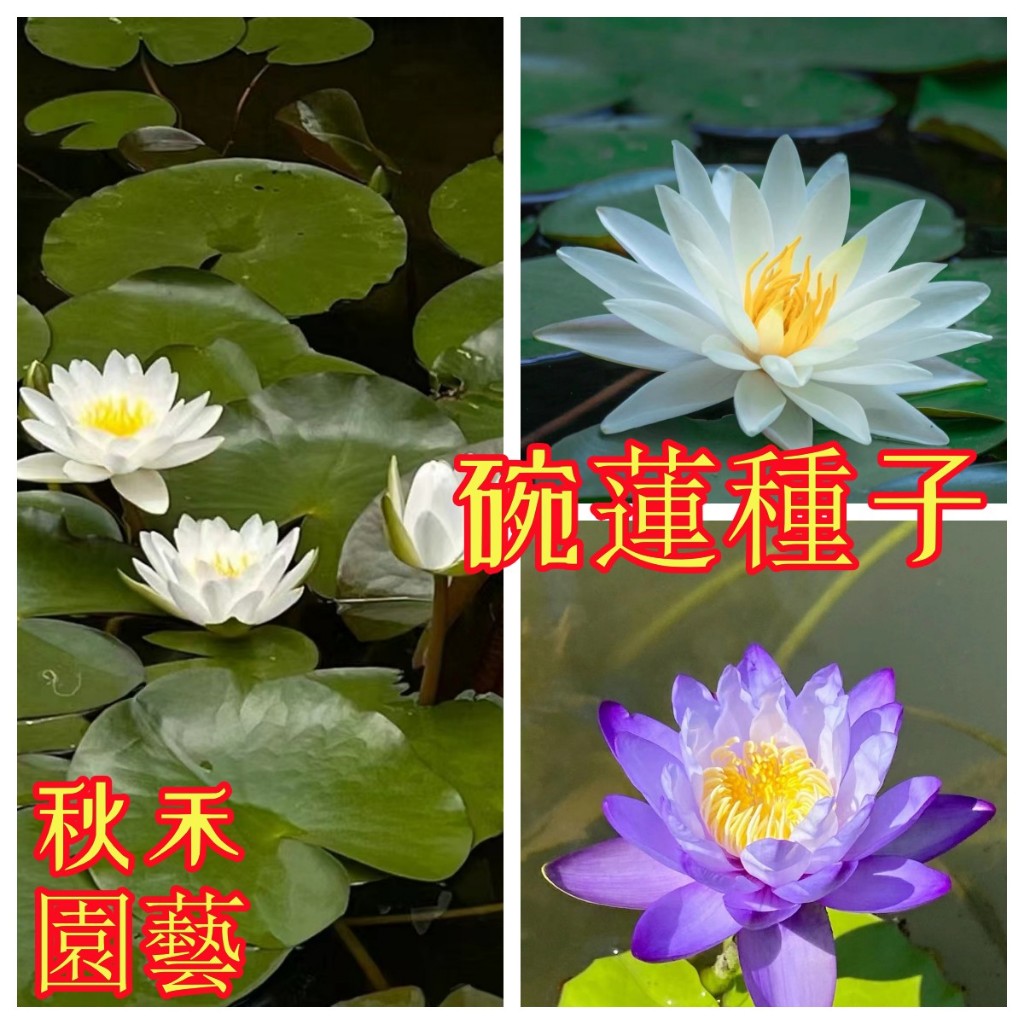 🌷【小型碗蓮種子 】 已開口 睡蓮種子 四季播種  荷花種子 水培植物碗蓮種子