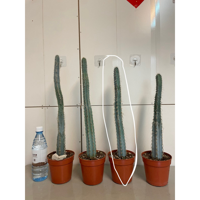 「民生社區」藍柱 仙人掌 觀葉植物 室內植物，含4.5吋塑膠盆高35-45cm