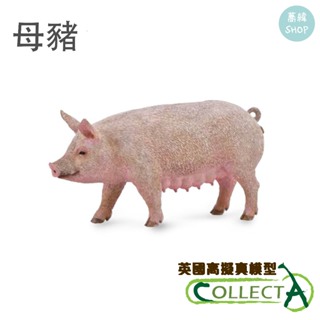 collectA 母豬 英國高擬真模型