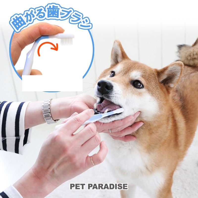 【PET PARADISE】寵物彎曲潔牙牙刷 (藍)｜ Pet'y Soin 寵物清潔用品 口腔清潔 適用貓咪