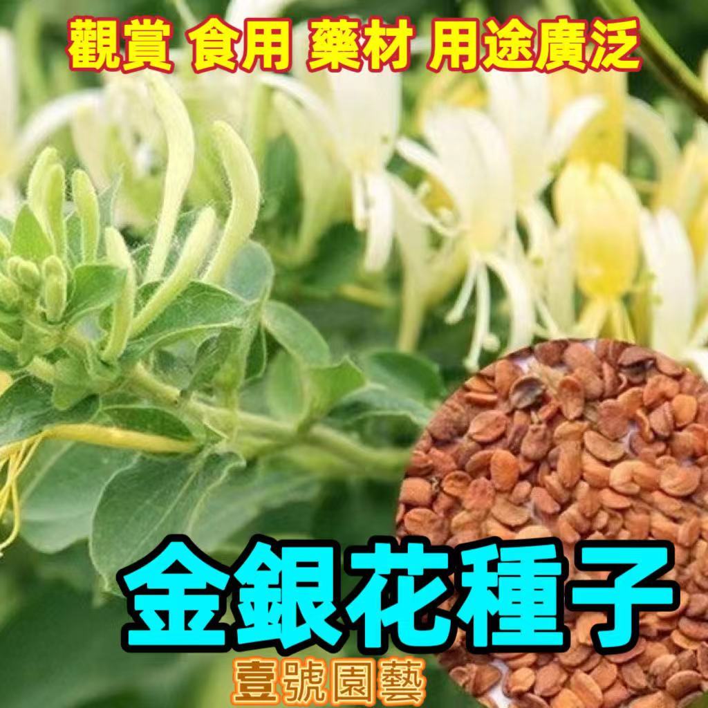 🔥🔥金銀花種子野生金銀花種子 忍冬花種子 銀花種子 中藥材種子 茶葉種子 可食用植物種籽 易種易活 陽臺庭院盆栽