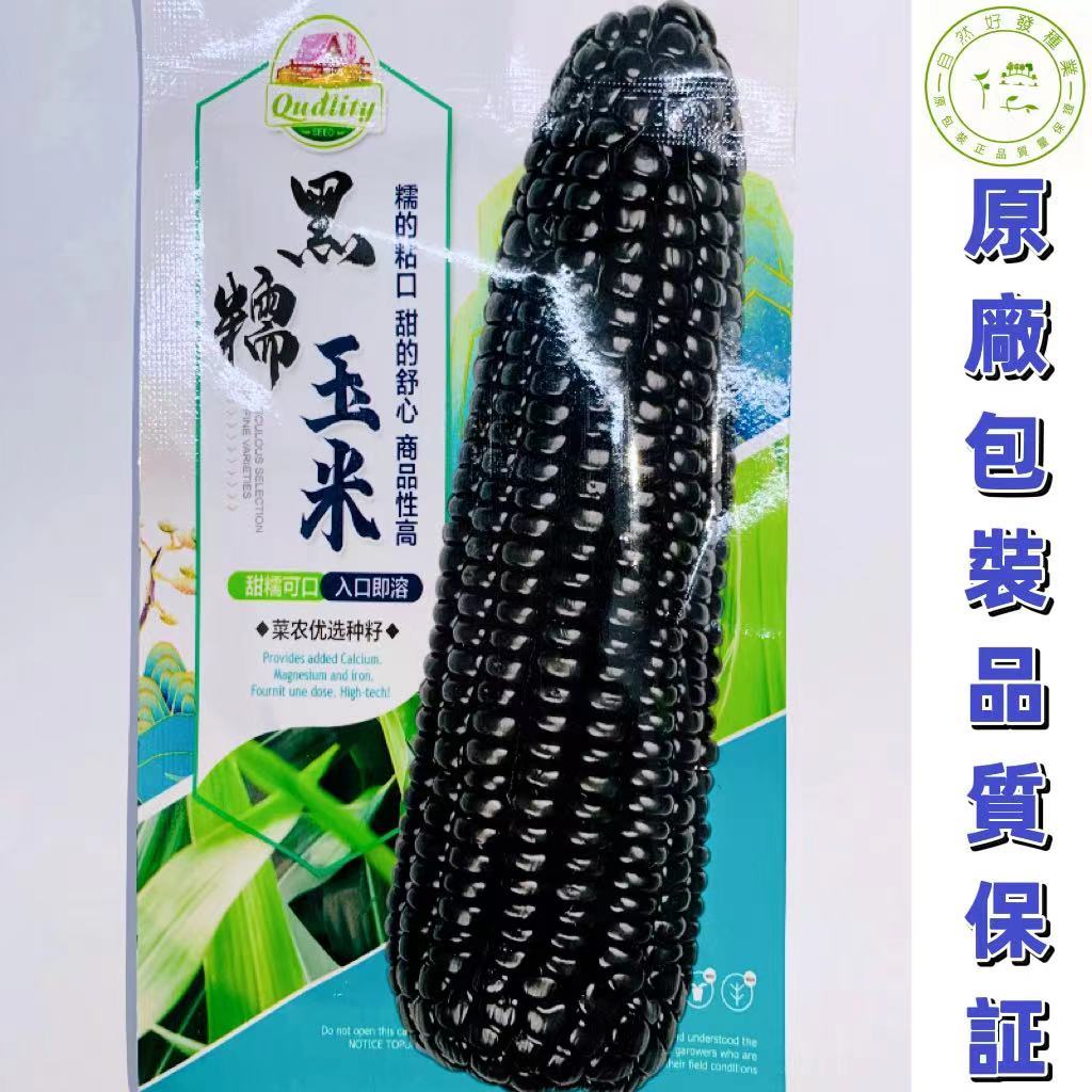 【原包裝正品】包對版包發芽 黑玉米種子 黑糯玉米種子 抗病蟲高產 播種到采收約80天