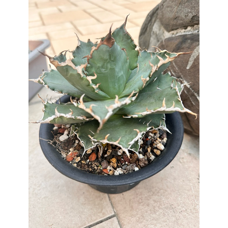 多肉植物 狂刺夕映 嚴龍 agave