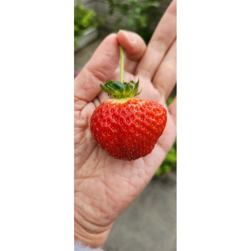 🍓巨無霸草莓苗｜粉黛白草莓  3吋盆草莓 無農藥 甜多汁