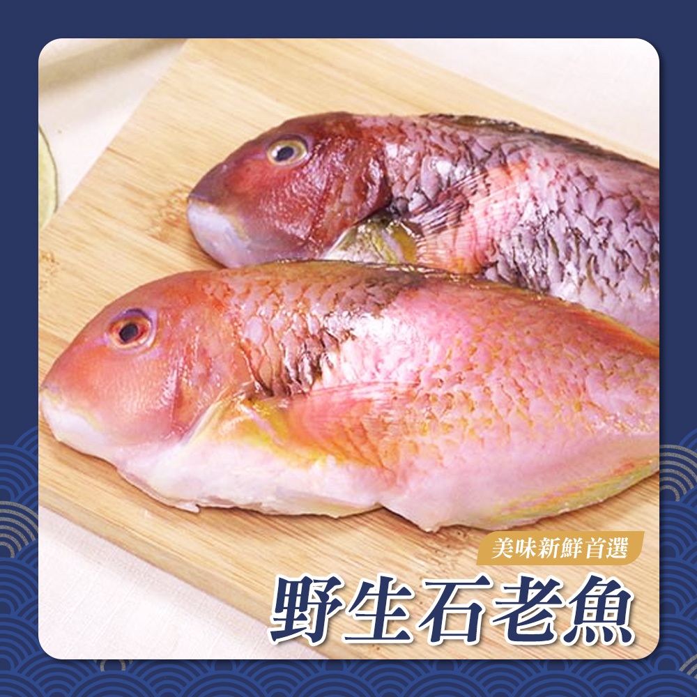 【漁人百鮮】野生石老魚