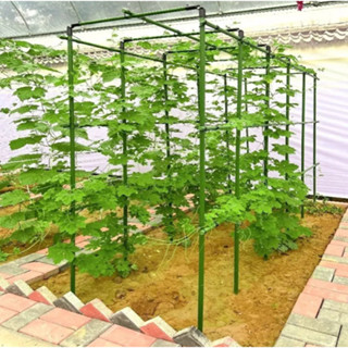 🔥 臺灣 熱賣 爬藤架 葡萄架 黃瓜架 豆角架 種菜架 花支架 花架 庭院花架 陽臺花架 包塑管 支撐杆 攀爬架 支撐架