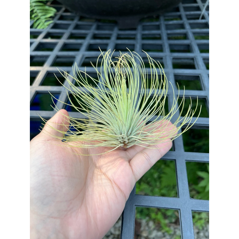 空氣鳳梨-紅寶石 Tillandsia andreana