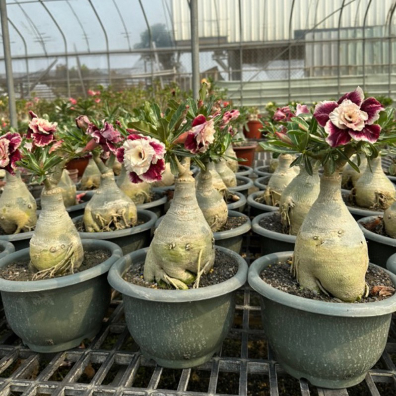 在地小農家 沙漠玫瑰 重瓣品種 嫁接8吋盆（流金歲月）