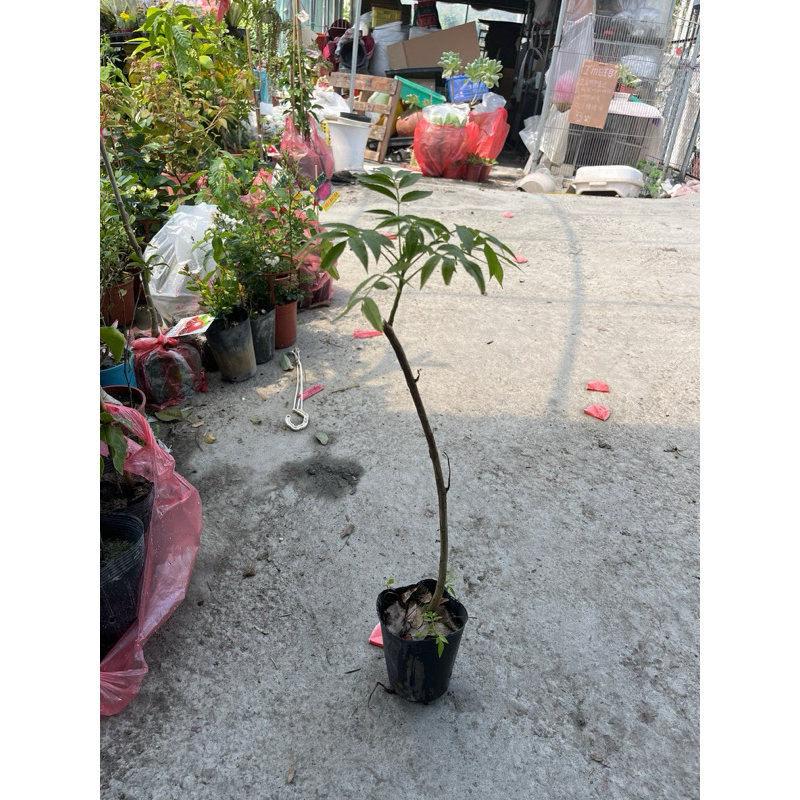 蝦皮買家退貨的價格推薦 - 2024年7月| 比價比個夠BigGo