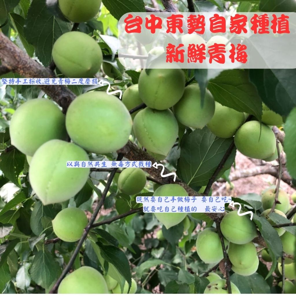 【緁迪水果JDFruit】自產自銷台中東勢 高山手採青梅 無毒種植 友善種植 青梅黃梅胭脂梅手作青梅 DIY醃梅脆梅Q梅