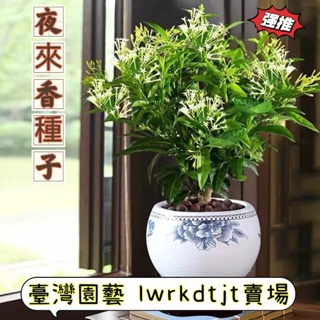 🍓【免運大熱銷】【夜來香種子】夜香花 夜丁香 易活濃香型凈化空氣 花卉室內外驅蚊蟲植物 驅蚊草 好養