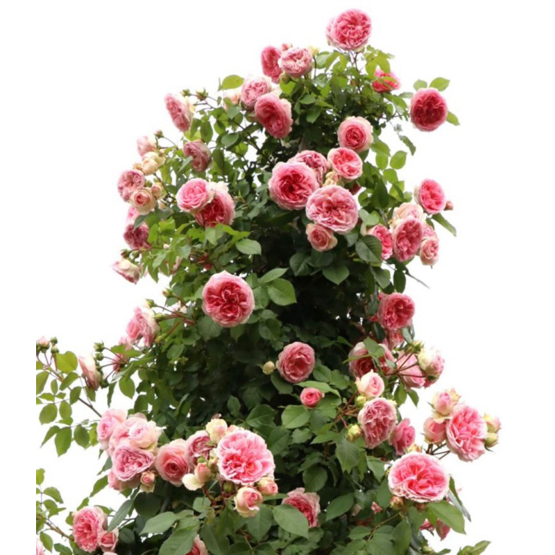 《浪漫艾咪》蔓性玫瑰灌 藤本月季 四季玫瑰 玫瑰 薔薇 月季 三寸半苗 自產自銷