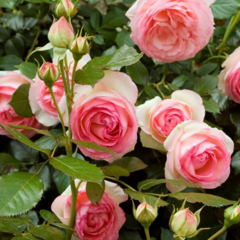 《龍莎寶石》伊甸園 蔓性玫瑰 藤本月季 玫瑰 薔薇 月季 三寸半苗 自產自銷
