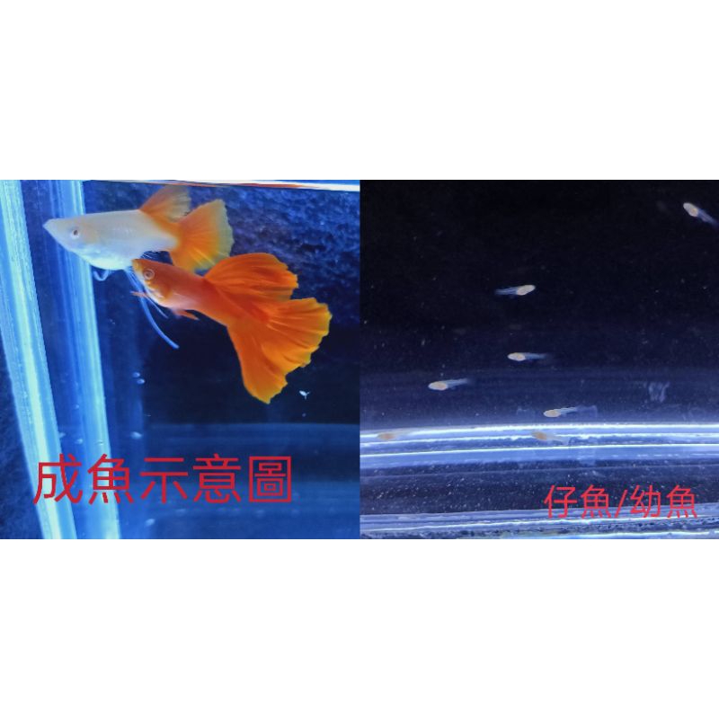 魚~~全紅白子緞帶孔雀魚-仔魚/幼魚