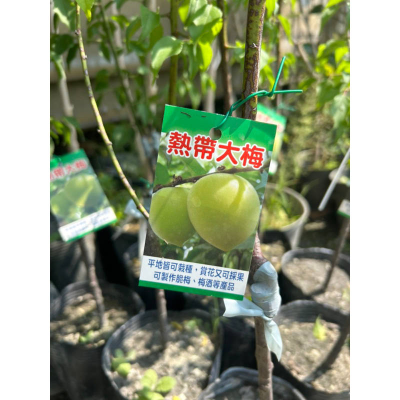 🌱「岷成-果語樹學果樹專賣」熱帶大梅嫁接苗