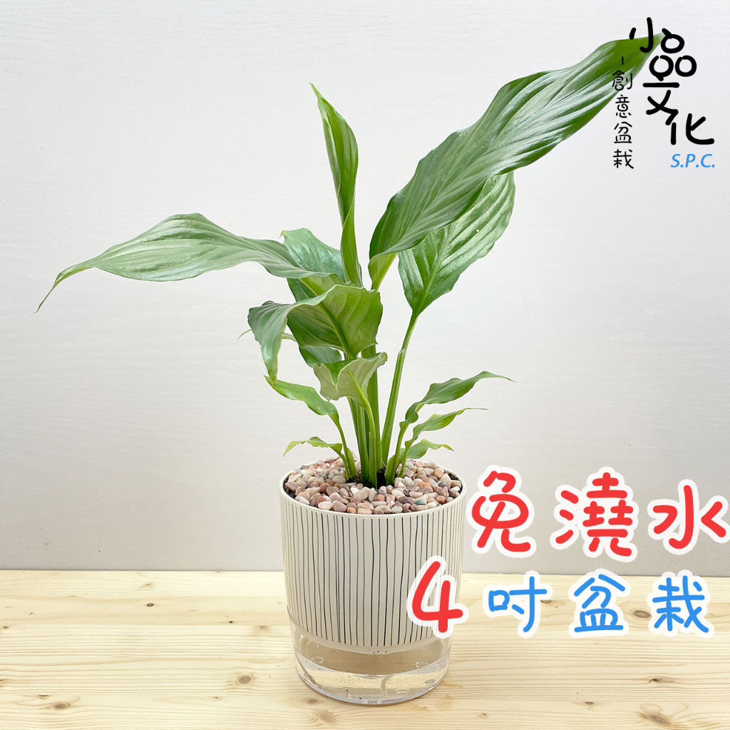 【小品文化】白鶴芋【現貨】4吋仿瓷免澆水盆栽 室內植物 室內盆栽 懶人盆栽 水培植物 水培盆栽 室內盆栽 觀葉植物