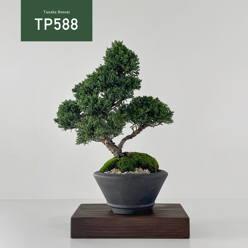 【Tanaka Bonsai】TP588 紀州真柏/鐵柏盆景（不含木墊片）｜松柏盆栽