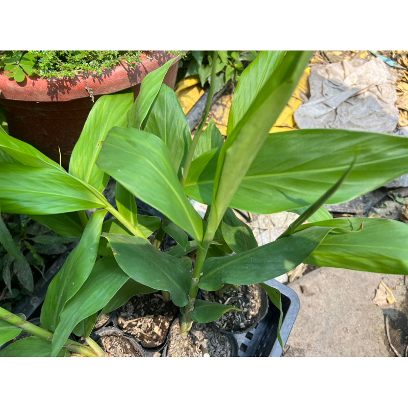 野薑花 (白)1盆，皇后的香水，香氣清新高雅， 香草觀賞植物 水生植物，每株15公分以上含盆出售。