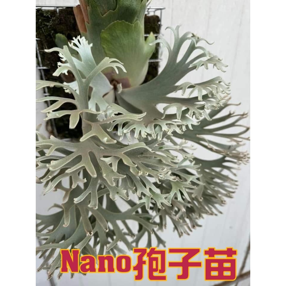 BEE PLANTS台中鹿角蕨 侏儒爪哇神獸  Nano 孢子苗