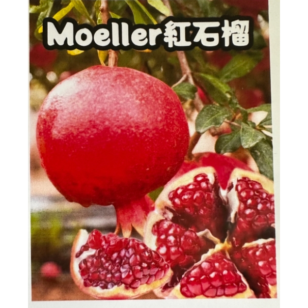 【花田厝】水果苗 --加州Moller石榴--新品種 4吋盆 (紅石榴)